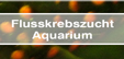Krebse Aquarium